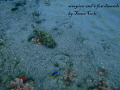   SCORPION FISH being checked multiple curious Damsels. Seen snorkeling off Boynton Beach Fl. Damsels Fl., Fl, Fl  